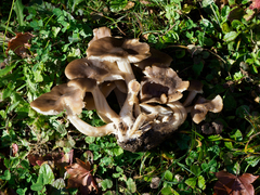 Lyophyllum fumosum
