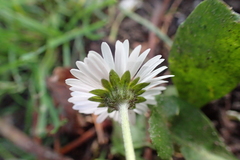 Bellis perennis