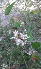 Hakea trifurcata