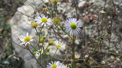Erigeron strigosus