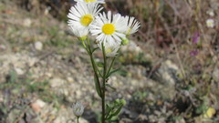 Erigeron strigosus
