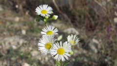 Erigeron strigosus