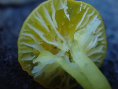 Chrysomphalina grossula