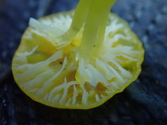 Chrysomphalina grossula