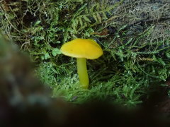 Chrysomphalina grossula
