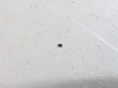 Sminthurinus minutus