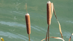 Typha
