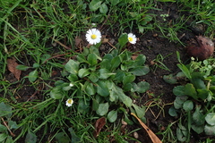 Bellis perennis