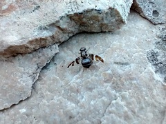Dyscrasis hendeli