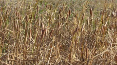 Typha