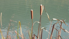 Typha