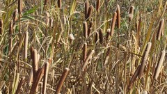 Typha