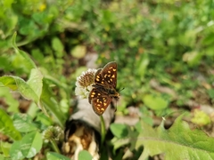 Butleria elwesi