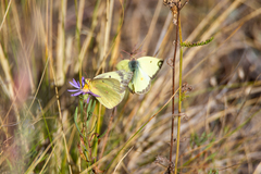 Colias philodice eriphyle