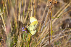 Colias philodice eriphyle