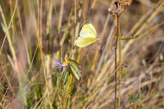 Colias philodice eriphyle