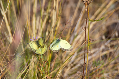 Colias philodice eriphyle