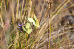 Colias philodice eriphyle