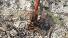 Sympetrum vulgatum