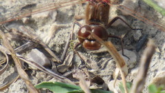 Sympetrum vulgatum