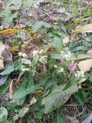 Persicaria maculosa