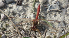 Sympetrum vulgatum