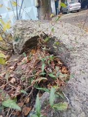 Persicaria maculosa