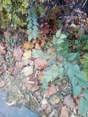 Ulmus pumila