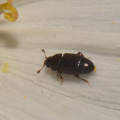 Carpophilus brachypterus