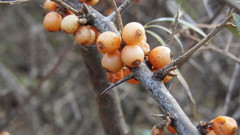Hippophae rhamnoides