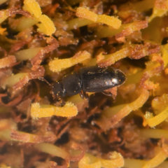 Carpophilus brachypterus