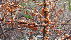 Hippophae rhamnoides
