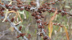 Hippophae rhamnoides