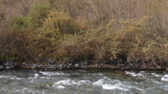 Hippophae rhamnoides