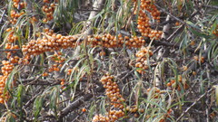 Hippophae rhamnoides
