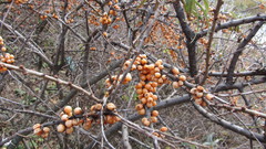 Hippophae rhamnoides