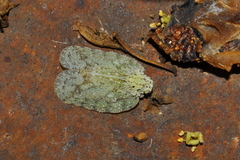 Flatolystra distincta