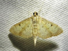 Herpetogramma fluctuosalis