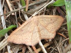 Cyclophora maderensis
