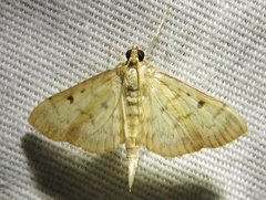 Herpetogramma fluctuosalis