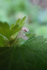 Lamium hybridum