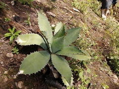 Agave nuusaviorum