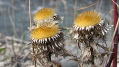 Carlina biebersteinii