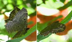 Rheumaptera meadii