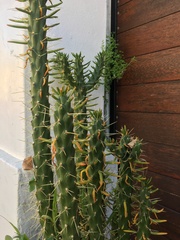 Austrocylindropuntia subulata