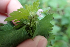 Lamium hybridum