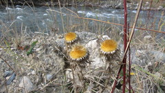 Carlina biebersteinii