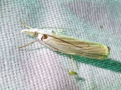 Parapediasia decorellus