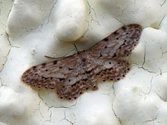 Idaea atlantica