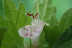 Lamium hybridum